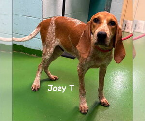 Mutt Dogs for adoption in Rustburg, VA, USA