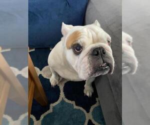 Bulldog Dogs for adoption in Catasauqua, PA, USA