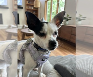 Chihuahua Dogs for adoption in St. Louis Park, MN, USA