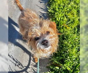 Mutt Dogs for adoption in Salinas, CA, USA