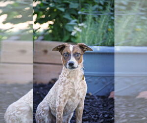 Mutt Dogs for adoption in Sandy, UT, USA