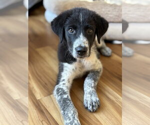 Great Pyrenees-Unknown Mix Dogs for adoption in Alexander, AR, USA