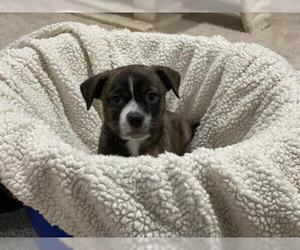 Labrador Retriever-Unknown Mix Dogs for adoption in Herndon, VA, USA