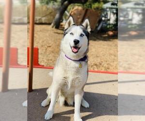 - Mix Dogs for adoption in Seal Beach, CA, USA