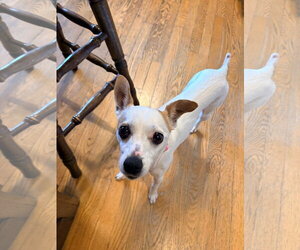 Jack Russell Terrier-Unknown Mix Dogs for adoption in New London, WI, USA