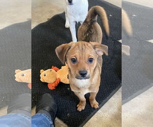 Chihuahua-Unknown Mix Dogs for adoption in Estherville, IA, USA