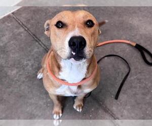American Pit Bull Terrier Dogs for adoption in Tavares, FL, USA