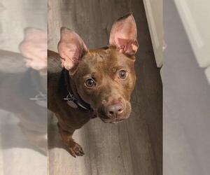 American Pit Bull Terrier Dogs for adoption in Louisville, KY, USA