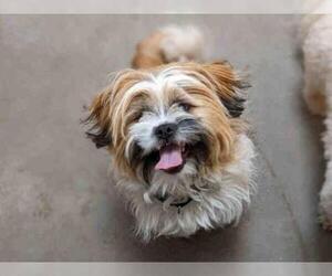 Shih Tzu Dogs for adoption in Santa Fe, NM, USA