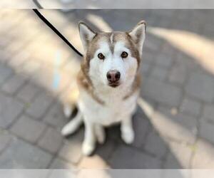Siberian Husky Dogs for adoption in Redwood City, CA, USA