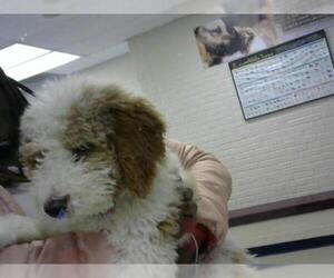 Goldendoodle Dogs for adoption in Fort Wayne, IN, USA