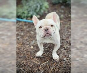 French Bulldog Dogs for adoption in Salinas, CA, USA