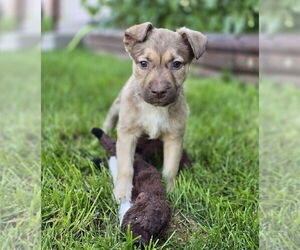 German Shepherd Dog-Unknown Mix Dogs for adoption in Lakewood, CO, USA