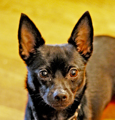 Chihuahua Dogs for adoption in Point Pleasant, PA, USA