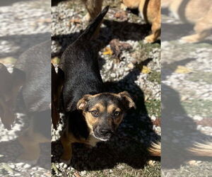 Mutt Dogs for adoption in Westwood, NJ, USA