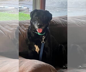 Labrador Retriever Dogs for adoption in Batavia, NY, USA