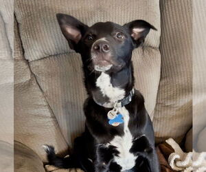 Border Collie-Unknown Mix Dogs for adoption in Minneapolis, MN, USA