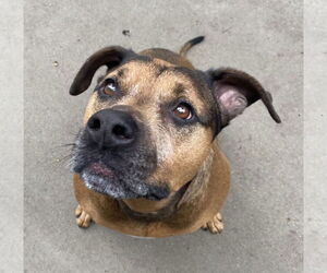 Bullmastiff-German Shepherd Dog Mix Dogs for adoption in Lexington, SC, USA