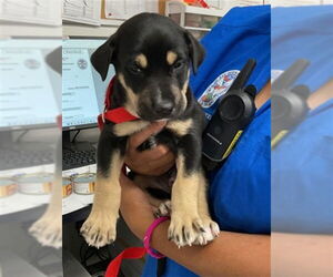 German Shepherd Dog-Siberian Husky Mix Dogs for adoption in San Bernardino, CA, USA