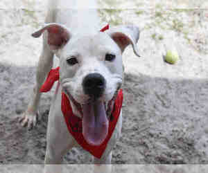 Dalmatian Dogs for adoption in Gainesville, FL, USA