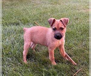 Boxer-Unknown Mix Dogs for adoption in Fredericksburg, VA, USA