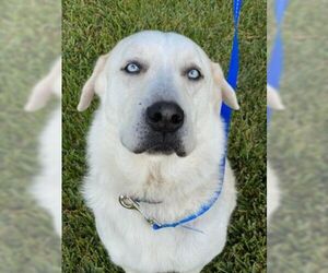 Anatolian Shepherd-Labrador Retriever Mix Dogs for adoption in Pleasanton, TX, USA