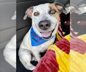 American Pit Bull Terrier-Unknown Mix Dogs for adoption in Las Vegas, NV, USA