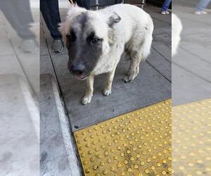 Anatolian Shepherd Dogs for adoption in Stockton, CA, USA