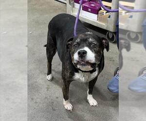 American Bulldog Dogs for adoption in Forestville, MD, USA