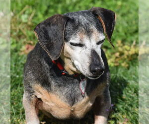 Dachshund Dogs for adoption in Shelbyville, TN, USA