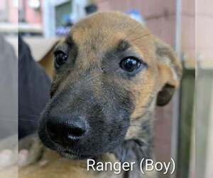 Retriever -Unknown Mix Dogs for adoption in Aurora, IN, USA