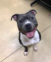 American Pit Bull Terrier-Unknown Mix Dogs for adoption in Plymouth, MN, USA
