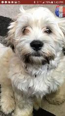 Havanese Dogs for adoption in Newport, KY, USA