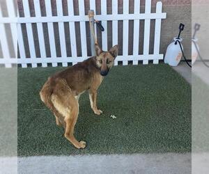 German Shepherd Dog-Unknown Mix Dogs for adoption in Modesto, CA, USA