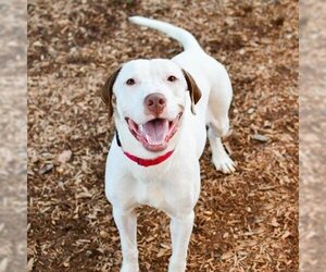 Brittany Dogs for adoption in Cumming, GA, USA