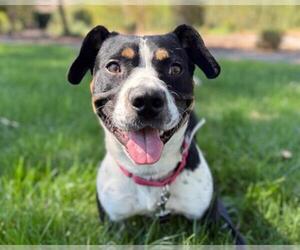 Basset Hound-Unknown Mix Dogs for adoption in Martinez, CA, USA