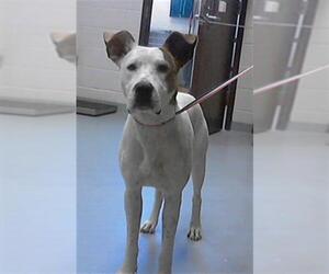 Pointer-Unknown Mix Dogs for adoption in Fayetteville, NC, USA