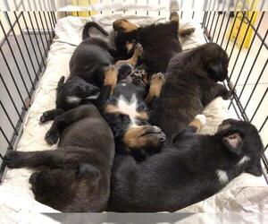 Labrador Retriever-Unknown Mix Dogs for adoption in Riverside, CA, USA