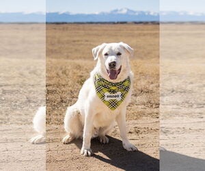 Akbash-Great Pyrenees Mix Dogs for adoption in PEYTON, CO, USA