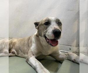 American Pit Bull Terrier-Unknown Mix Dogs for adoption in Riverside, CA, USA