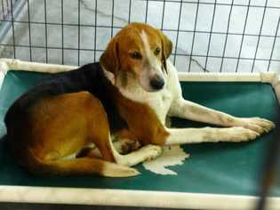 English Foxhound Dogs for adoption in Greenbelt, MD, USA