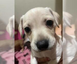Labrador Retriever Dogs for adoption in San Antonio, TX, USA