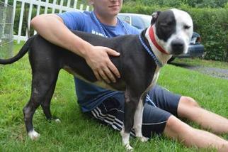 American Bulldog Dogs for adoption in Danbury, CT, USA