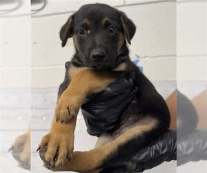 German Shepherd Dog Dogs for adoption in San Bernardino, CA, USA