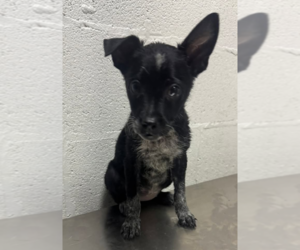 Mutt Dogs for adoption in Garden City, NY, USA