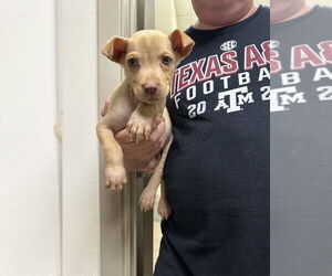 Rhodesian Ridgeback-Vizsla Mix Dogs for adoption in Brewster, NY, USA