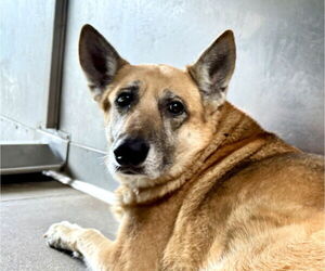 German Shepherd Dog Dogs for adoption in San Bernardino, CA, USA