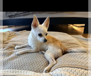 Chihuahua-Unknown Mix Dogs for adoption in Oakhurst, NJ, USA