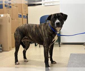 American Staffordshire Terrier-Unknown Mix Dogs for adoption in Grand Prairie, TX, USA