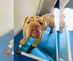 Bulldog-Unknown Mix Dogs for adoption in Calgary, Alberta, Canada
